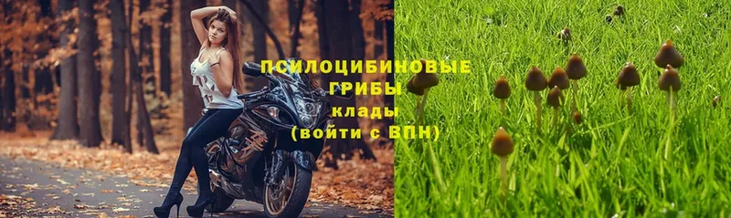 hydra ссылки  где купить наркоту  Копейск  Псилоцибиновые грибы Psilocybine cubensis 